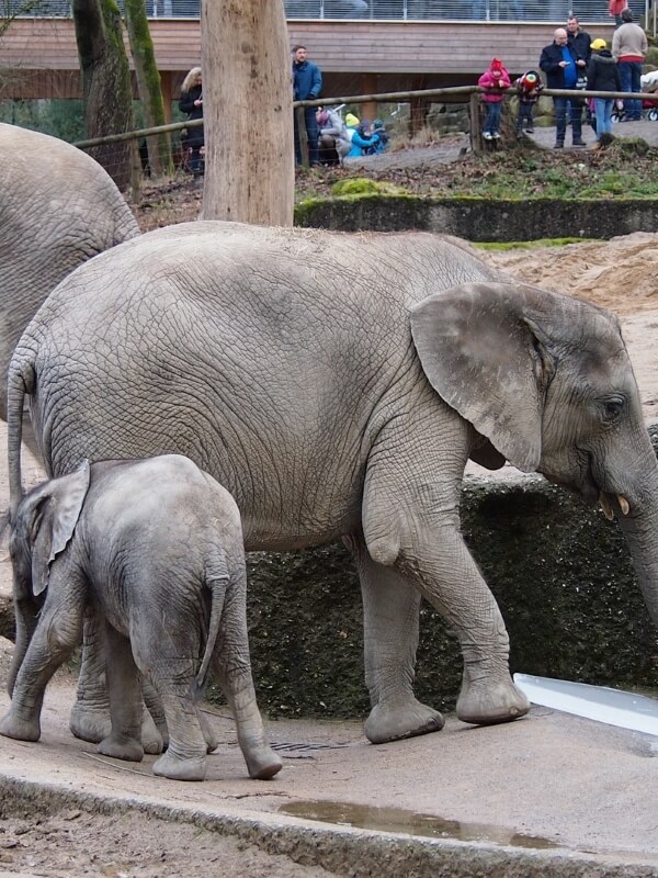 Elefanten im zoologischen Garten in Wuppertal, StudySmarter