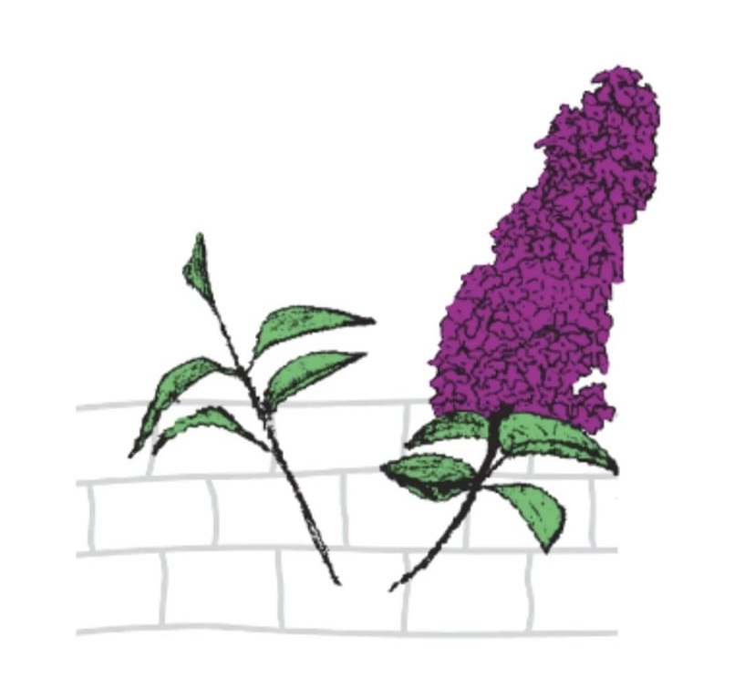 Kellermann Gartengestaltung
