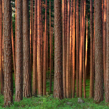 Stora Enso Wood Products GmbH