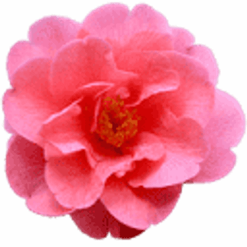 SOFICO