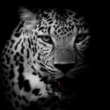 seo-leopard e.K.