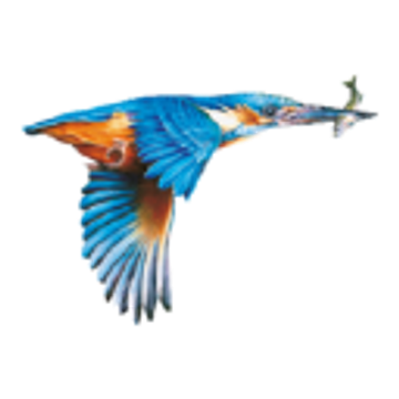 Kingfisher