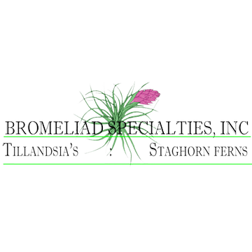 Tillandsia Floraldesign e.Kfm