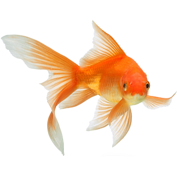 sprintfish communications & Co. KG