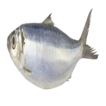 Herring House Trust