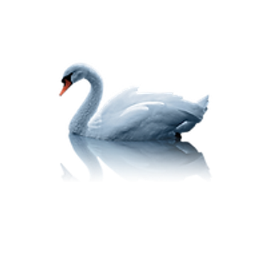 Swan Studio