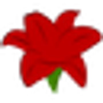 Amaryllis